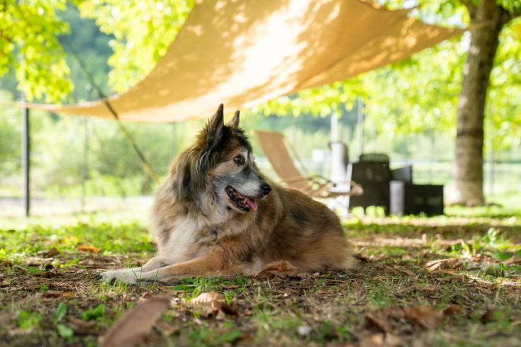 A dog lying on a green lawn, surrounded by trees and greenery, enjoying a relaxing moment in the shade.