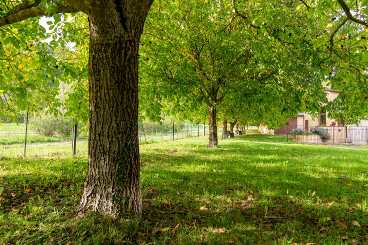 A green corner with well-kept trees and a rustic-style house, perfect for relaxing moments.