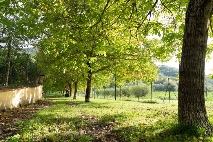 A peaceful green corner surrounded by trees, perfect for relaxation and strolls in nature.