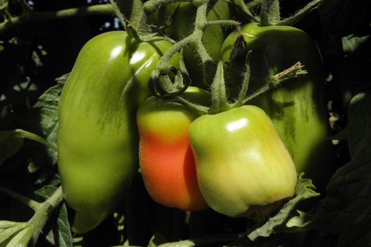 Grüne Tomaten an einer Pflanze, einige zeigen einen Hauch von Rot.