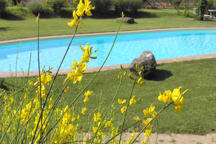 Gelbe Blumen umgeben einen klaren Pool, der in einer ruhigen grünen Umgebung liegt.