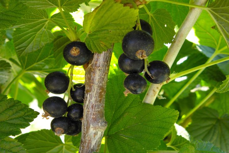 Ein Cluster von schwarzen Johannesbeeren, eingebettet zwischen grünen Blättern, das die Schönheit der lokalen Flora zeigt.