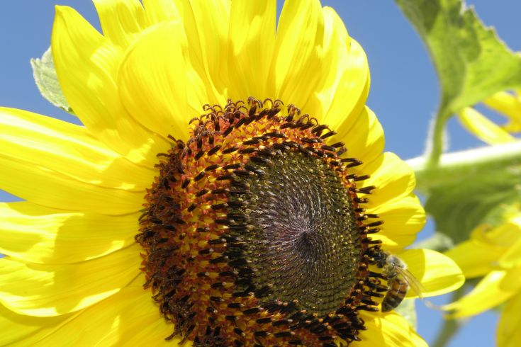 Eine blühende Sonnenblume präsentiert sich in ihrer Schlichtheit, umgeben von grünen Blättern unter einem klaren Himmel.