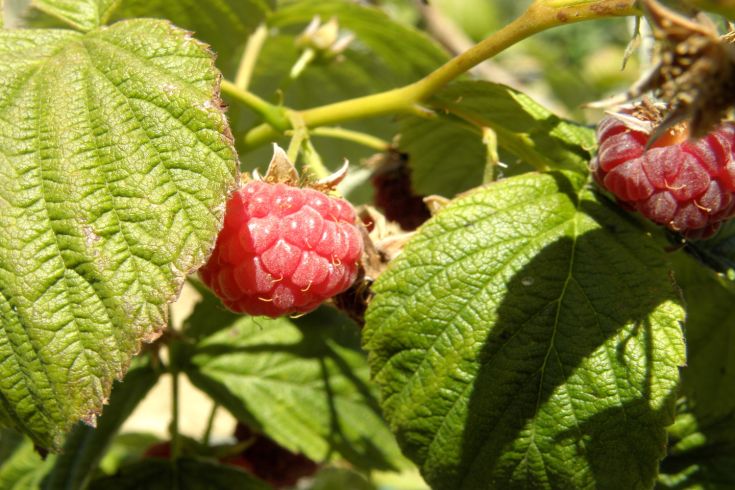 Frische Himbeeren zwischen grünen Blättern, bereit zum Pflücken und Genießen.
