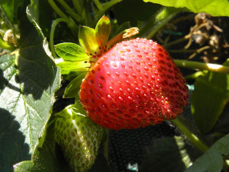Eine reife rote Erdbeere neben einer grünen Frucht, umgeben von frischen grünen Blättern.