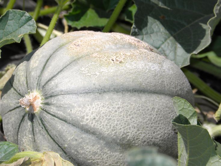 Eine grüne Melone liegt zwischen grünen Blättern und symbolisiert eine reifende Ernte.