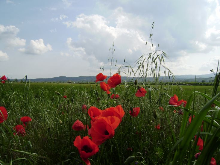 Rote Mohnblumen, die im Kontrast zum umliegenden Grün unter einem bewölkten Himmel stehen.