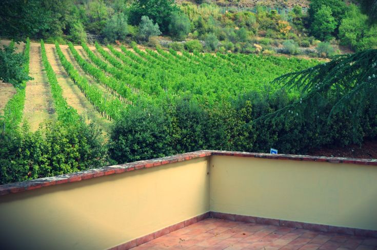 Des vignobles verts au-delà d'une terrasse offrent une scène tranquille et naturelle.