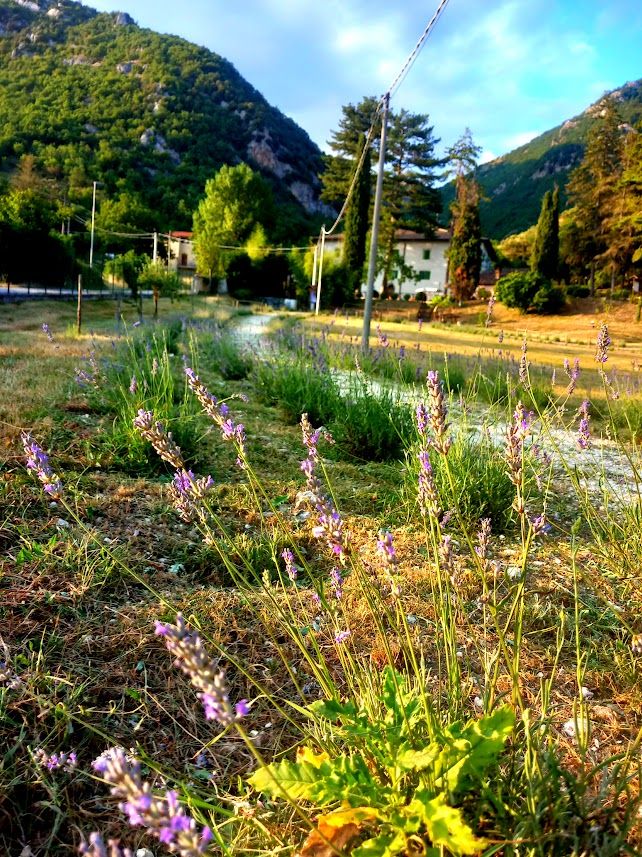 A wide lavender field in bloom, surrounded by hills and a clear, cloudless sky.