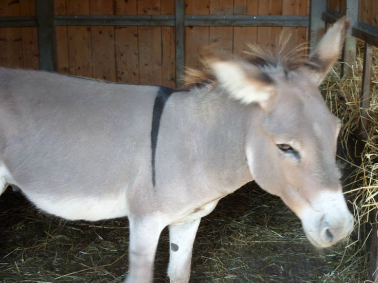 Un âne dans une grange rustique, entouré de paille et de poutres en bois.