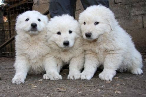Trois chiots blancs se trouvent ensemble dans un moment affectueux.