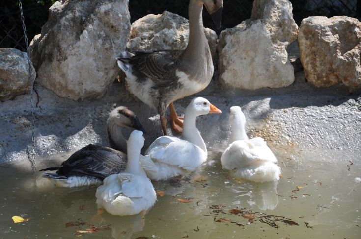 A group of white and gray ducks rests under the sun by a lake surrounded by nature.