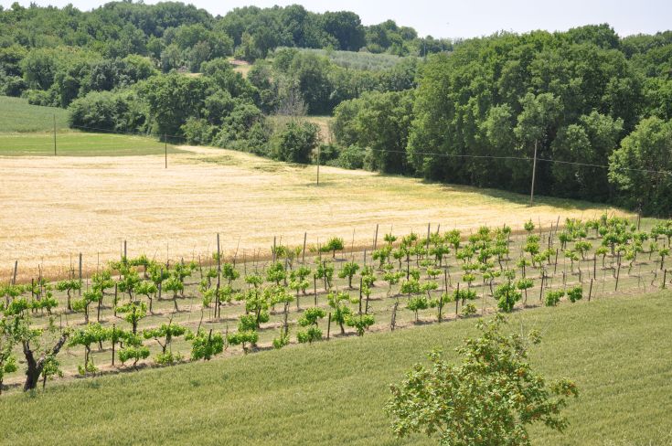 A panoramic view of a vineyard with green vines, surrounded by fields and gentle hills.