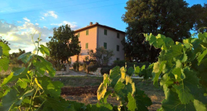 Overview of the farm surrounded by vineyards and lush Umbrian greenery.
