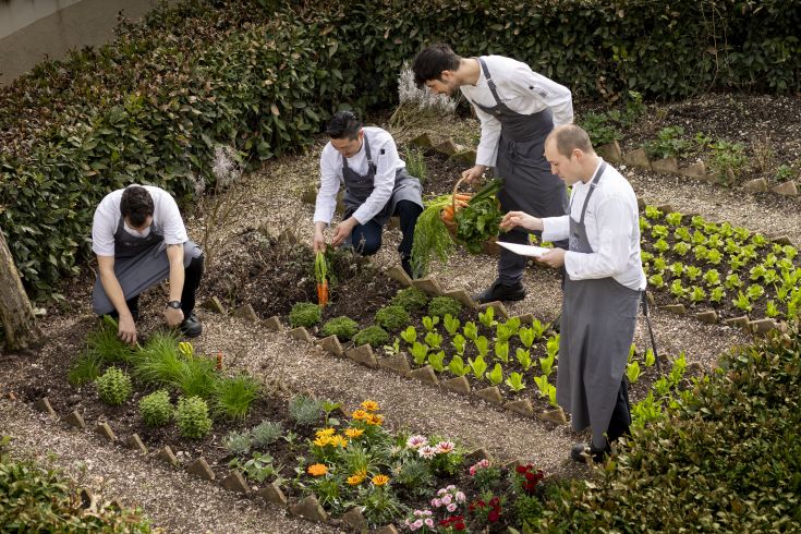 Four chefs care for their vegetable garden, harvesting fresh ingredients for their dishes.