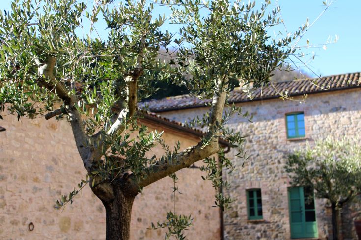 An olive tree stands among stone buildings, showcasing a picturesque image of the Umbrian countryside.