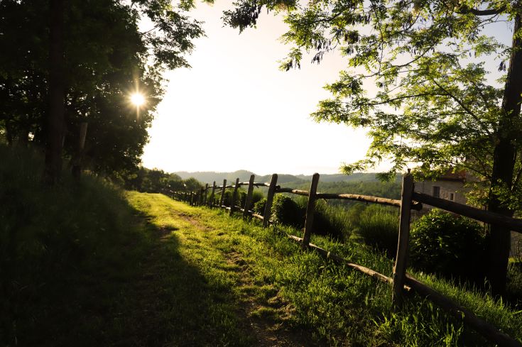 A grassy path between trees and a wooden fence, illuminated by the warm light of the sunset.