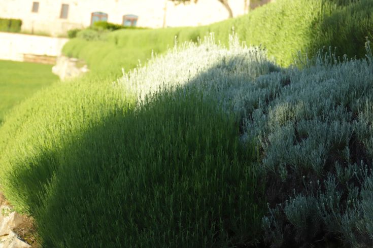 A close-up of green plants and lavender in a well-maintained and pleasant environment.