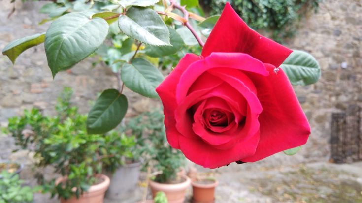 A blooming red rose against a backdrop of grey stone and dark green plants, symbolizing nature's simplicity.