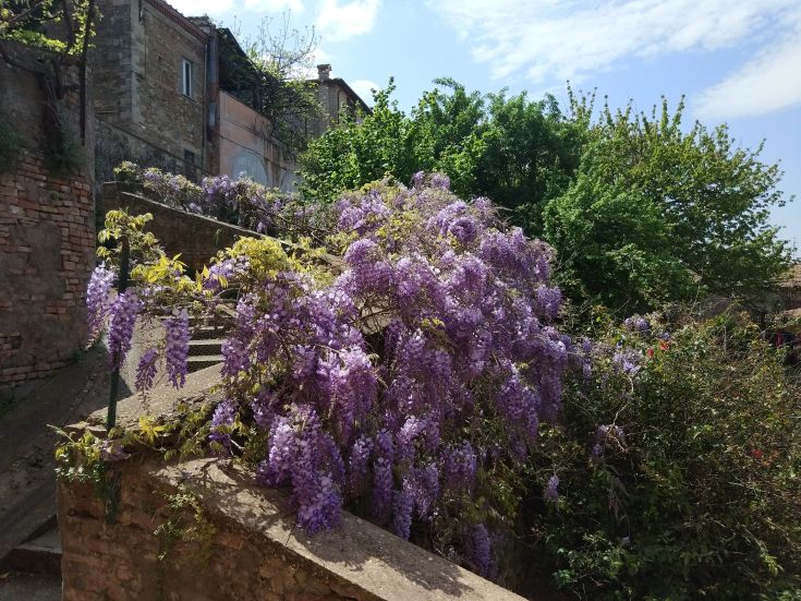 Detail of blooming wisteria decorating a staircase surrounded by greenery and plants.