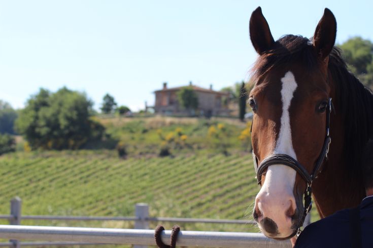 A horse stands in a vast field, surrounded by vineyards, with a building visible in the background.