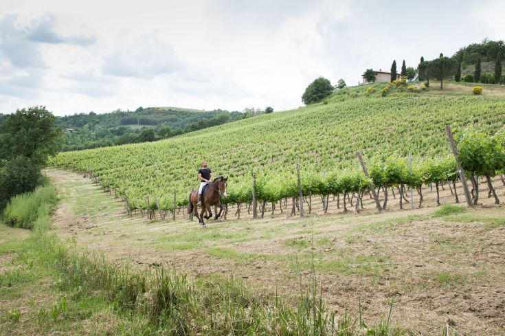 A man on horseback rides through lush green vineyards in a serene landscape.