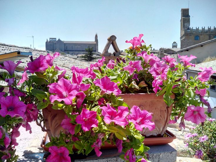 Fiori rosa in una terrazza con monumenti storici sullo sfondo e un cielo sereno.