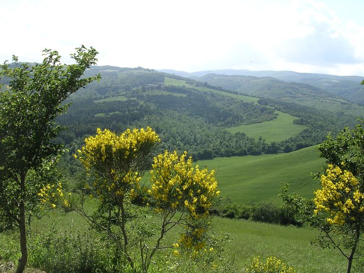 Hilly landscape with yellow flowers in the foreground, typical of a simple natural oasis.