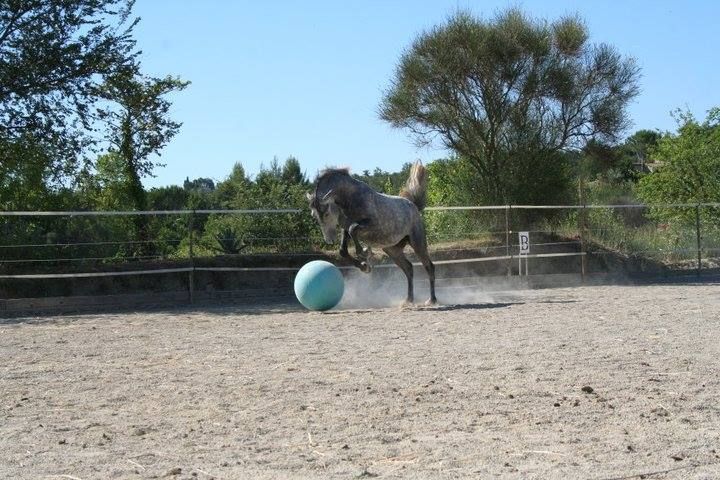 Ein Pferd hat Spaß daran, einen großen blauen Ball in einem staubigen Paddock zu schieben.