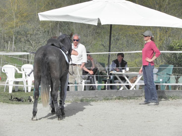 Eine Pferdetrainingssitzung in einer natürlichen Umgebung, mit einem Trainer und sichtbaren Pferden.