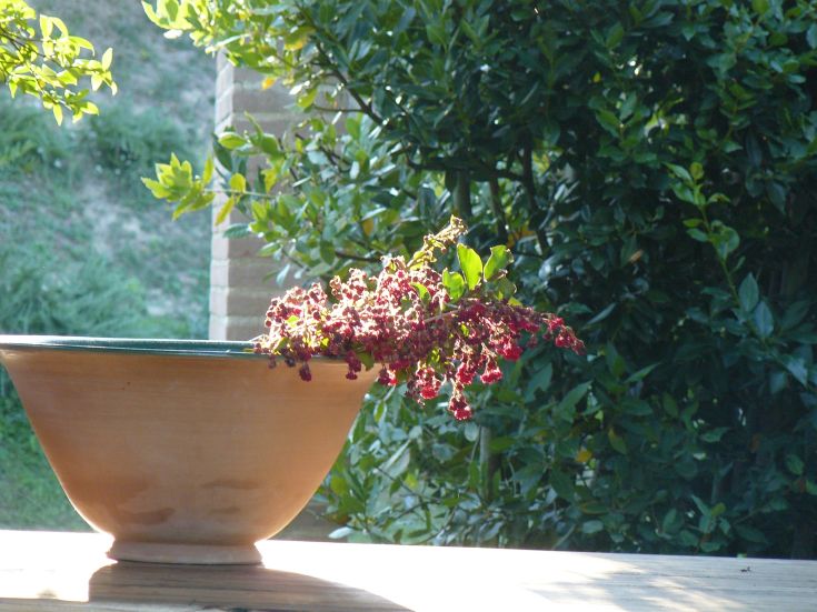 Ein Terrakottatopf mit leuchtend roten Blumen, die in der Sonne stehen.