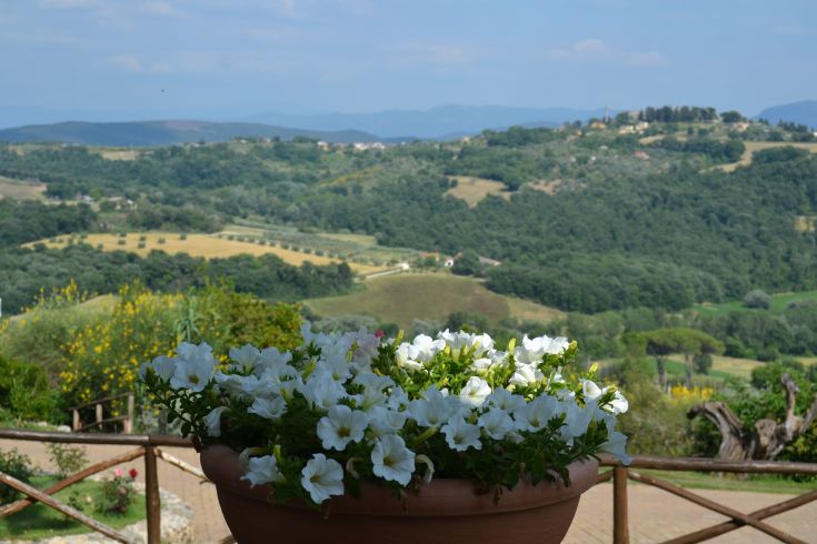 Un vaso di petunie bianche con sullo sfondo colline verdi e un paesaggio rurale.
