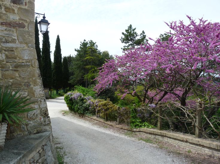 A flower-lined avenue surrounded by plants and trees with colorful blossoms in a natural setting.