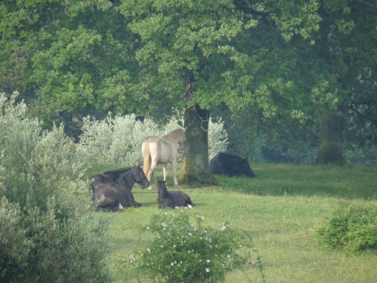 A group of horses relaxes in the shade of a large tree on green grass.