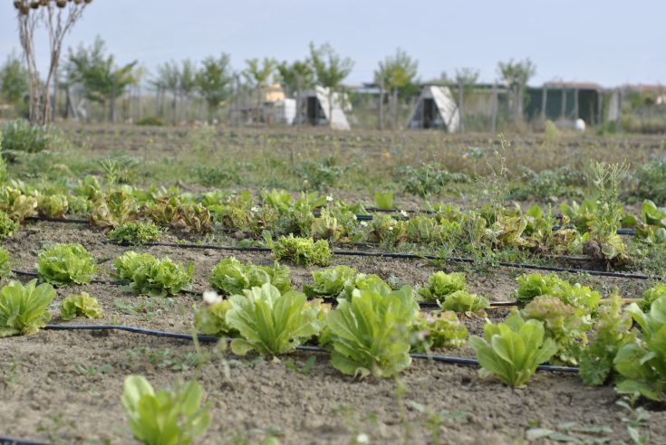 Un campo di lattuga ben curato, immerso nella natura, evoca un senso di calma e freschezza.
