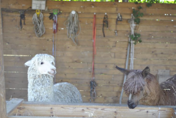 Due alpaca in un fienile, contornati da pareti in legno e utensili agricoli, in un ambiente rurale tranquillo.
