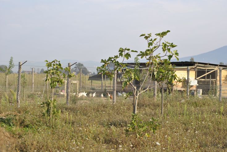 Panorama di un agriturismo circondato dalla vegetazione, con alberi e galline nel cortile.