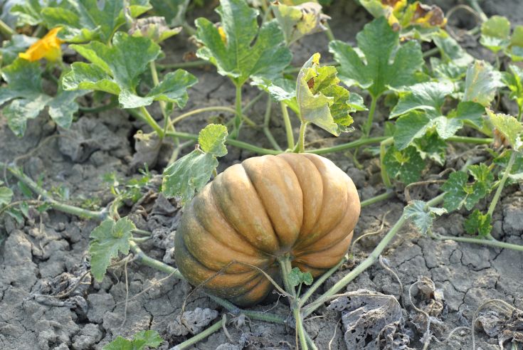 Una zucca matura in un campo secco, circondata da vegetazione verde. Un chiaro esempio dell'ambiente naturale.