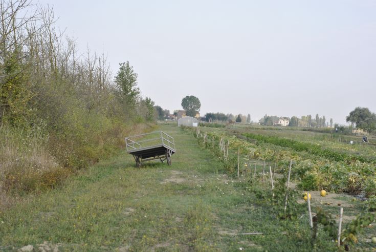 Una scena di campagna umbra con filari di piante e attrezzature agricole sparse.