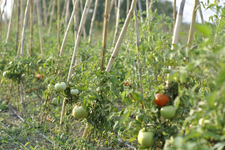Campo di pomodori con piante rette da supporti in legno; alcune verdure sono già pronte per la raccolta.
