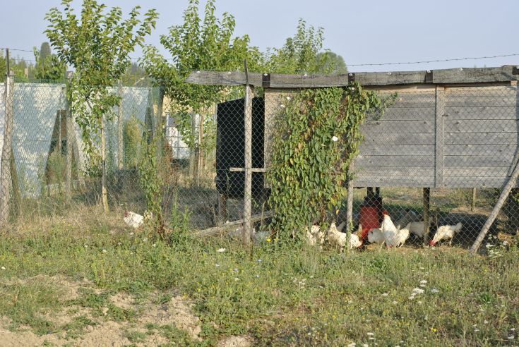 Un'area dedicata all'allevamento di galline circondata da vegetazione e terreno coltivato.