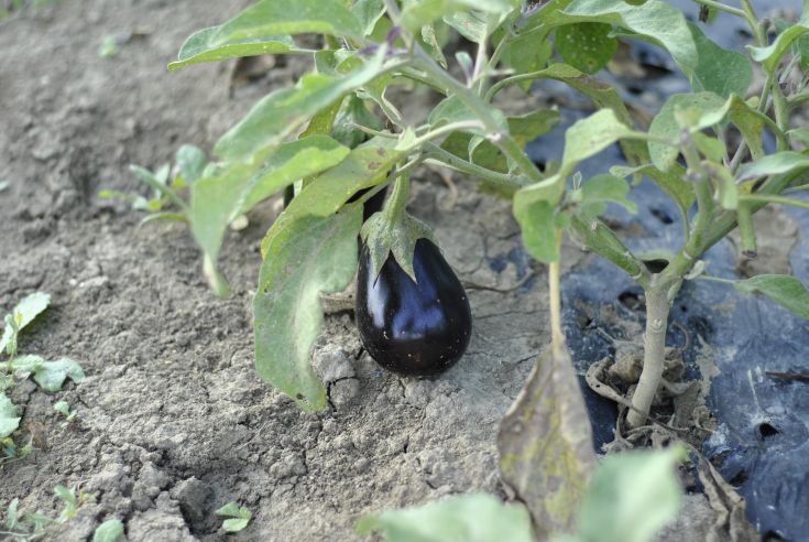 Melanzana che cresce in un campo aperto, rappresentando pratiche agricole sostenibili e naturali.