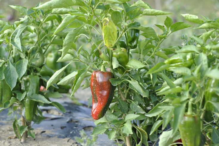 Peperoni di vari colori e forme crescono in un campo verde all'aperto.
