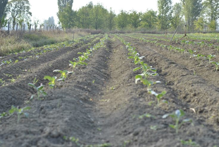Campi coltivati con piante giovani, circondati da un paesaggio verde tipico della campagna umbra.