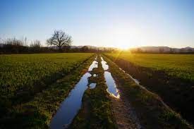 A green field with water paths, illuminated by a sunset.