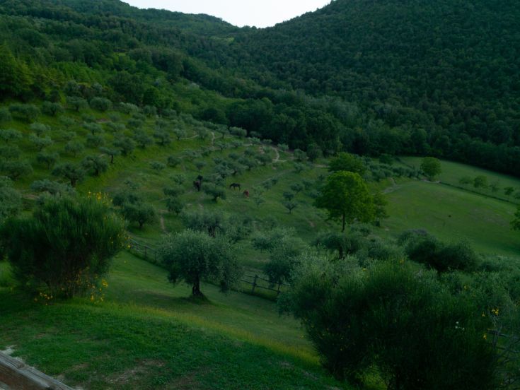Ein Bauernhof in der Natur, umgeben von Olivenhainen und Tierbereichen, mit unabhängigen Apartments. Ideal für eine entspannende Auszeit.