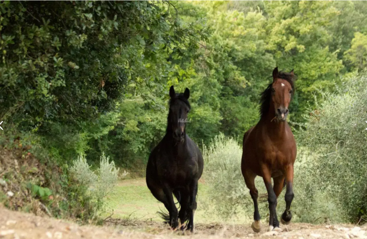 Zwei Pferde galoppieren entlang eines Weges, umgeben von grünem Laub und Bäumen.