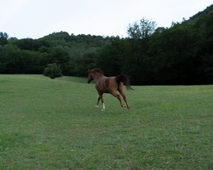 Ein Pferd galoppiert in einem weiten grünen Feld, umgeben von Bäumen und einer sanften Brise.