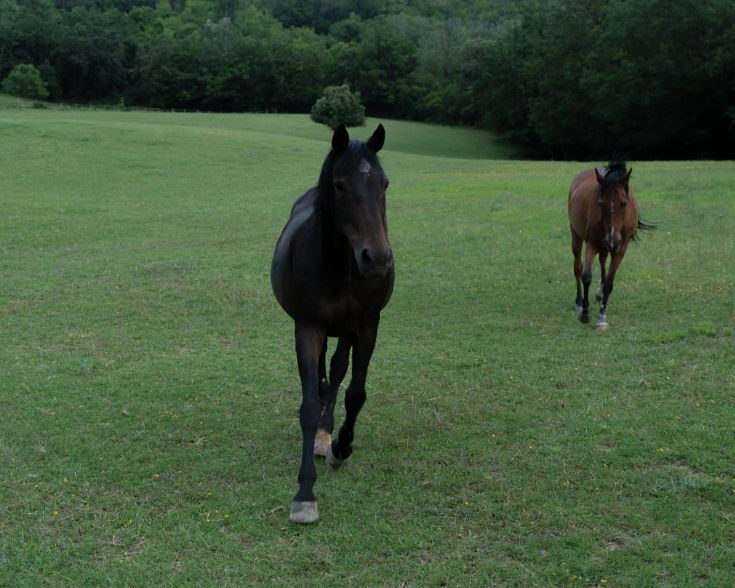 Zwei Pferde stehen auf einer weitläufigen Graswiese, umgeben von Bäumen und einer friedlichen Naturlandschaft.