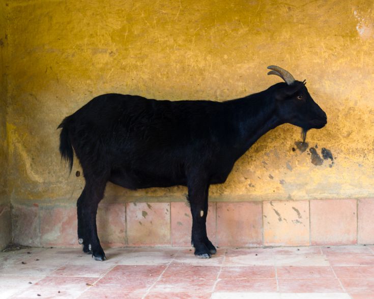 Eine schwarze Ziege steht nahe einer gelben Wand und schafft einen interessanten Kontrast in der Komposition.